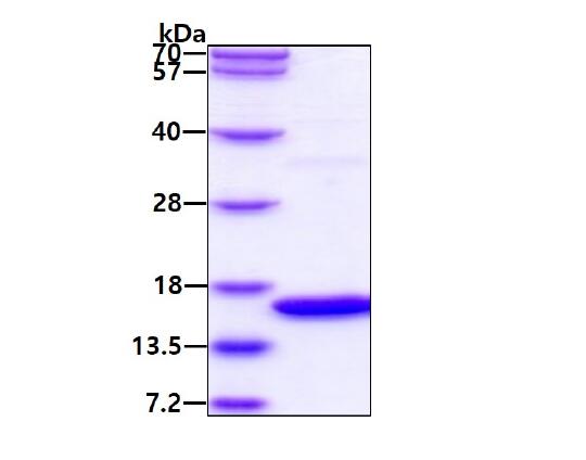 3 μg by SDS-PAGE under reducing condition and visualized by coomassie blue stain.